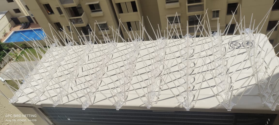 Bird spikes installed along a building ledge